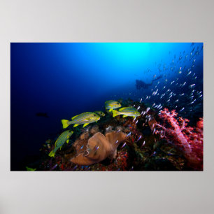 Laja Ampat Unterwasser3 Poster