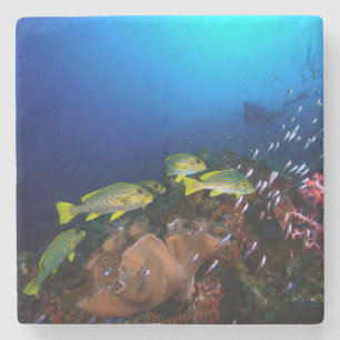 Laja Ampat Unterwasser3 Steinuntersetzer