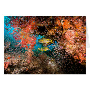 Laja Ampat Unterwasser6