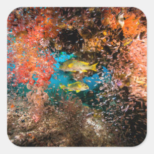 Laja Ampat Unterwasser6 Quadratischer Aufkleber