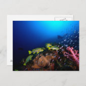 Laja Ampat Unterwasser 3 Postkarte (Vorne/Hinten)
