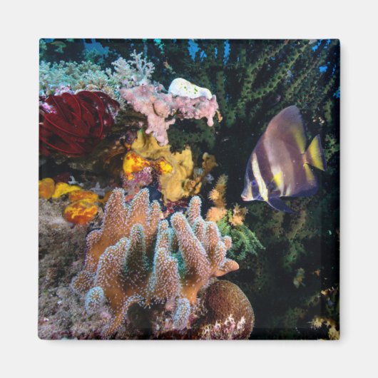 Laja Ampat Unterwasser 4 Magnet (Vorne)