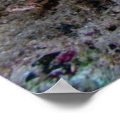Laja Ampat Unterwasser 4 Poster (Ecke)