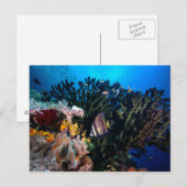 Laja Ampat Unterwasser 4 Postkarte (Vorne/Hinten)