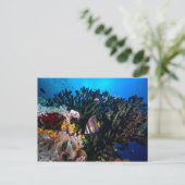 Laja Ampat Unterwasser 4 Postkarte (Stehend Vorderseite)