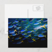 Laja Ampat Unterwasser 5 Postkarte (Vorne/Hinten)