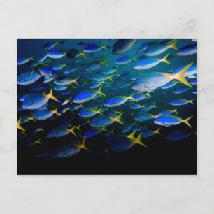 Laja Ampat Unterwasser 5 Postkarte