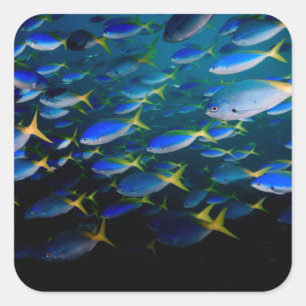 Laja Ampat Unterwasser 5 Quadratischer Aufkleber