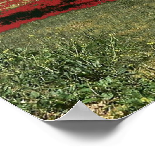 Lake Beac Solo Tree Poster (Ecke)