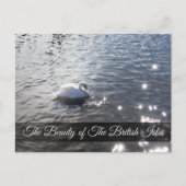 Lake District Swan Post Card Postkarte (Vorderseite)