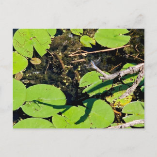 Lake Erie Metropark Dragonfly Postkarte