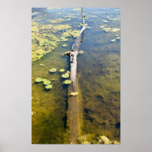 Lake Erie Metropark Turtle Log Horizontal