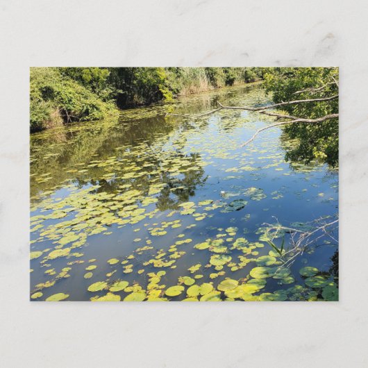 Lake Erie Metropark View Postkarte (Vorderseite)