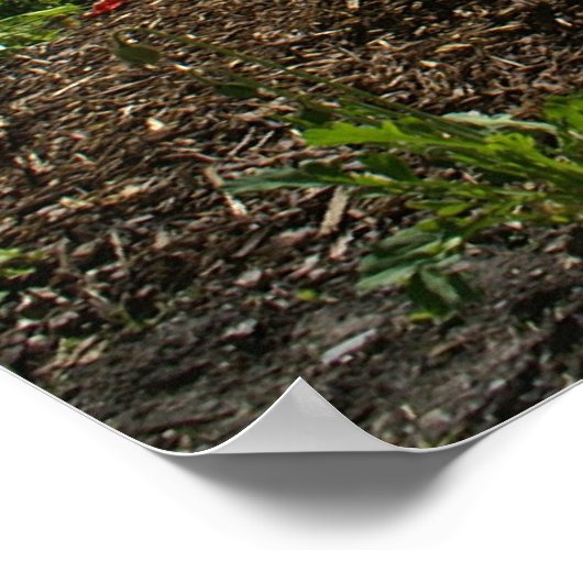 Lake Louise Poster (Ecke)