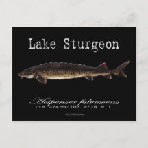 Lake Sturgeon-Black-Postcard