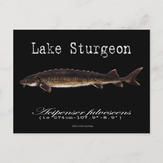 Lake Sturgeon-Black-Postcard Postkarte (Vorderseite)