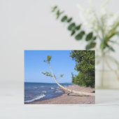 Lake Superior Lonely Tree Postcard Postkarte (Stehend Vorderseite)