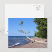 Lake Superior Lonely Tree Postcard Postkarte (Vorne/Hinten)