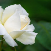 Lake Tahoe Folded Greeting Card Karte