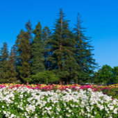 Lake Tahoe Folded Greeting Card Karte