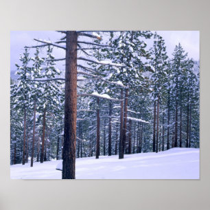 LAKE TAHOE STAAT PARK, NEVADA. USA. Frischer Schne Poster