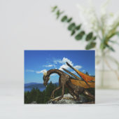 Lake View Postcard Postkarte (Stehend Vorderseite)