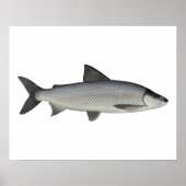Lake Whitefish Poster (Vorne)