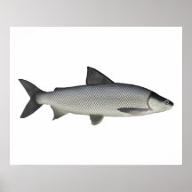 Lake Whitefish