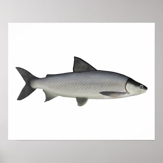 Lake Whitefish Poster (Vorne)
