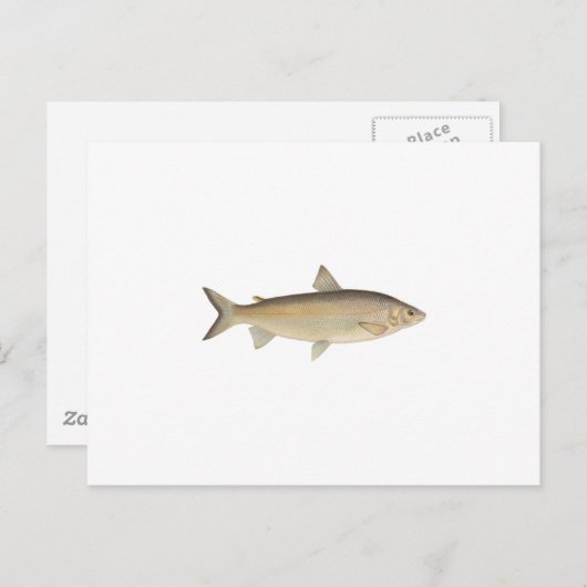 Lake Whitefish Postkarte (Vorne/Hinten)