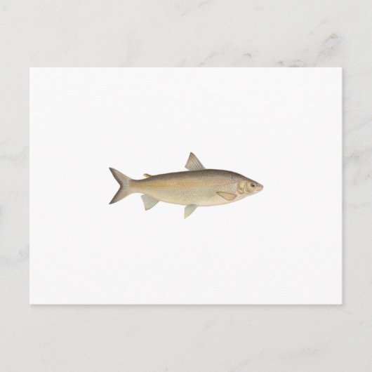 Lake Whitefish Postkarte (Vorderseite)