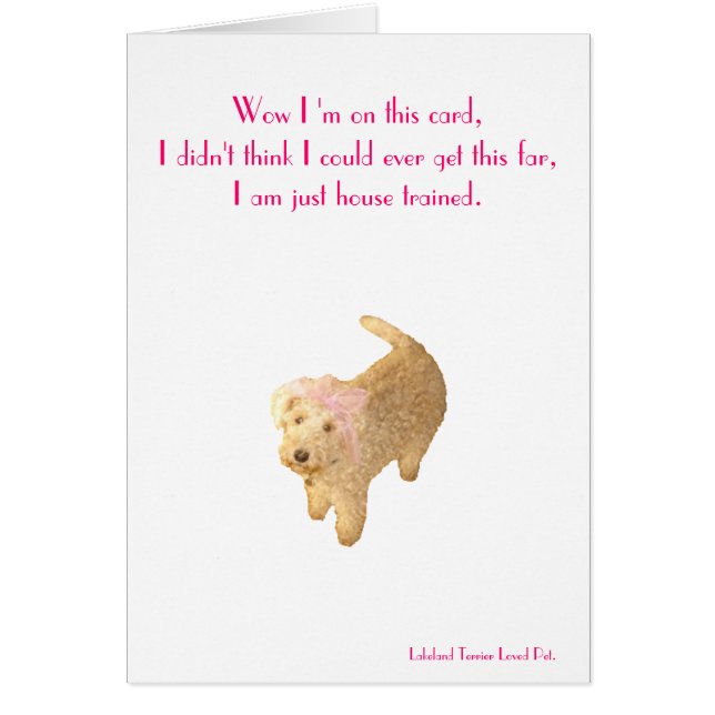 Lakeland Terrier (Vorne)
