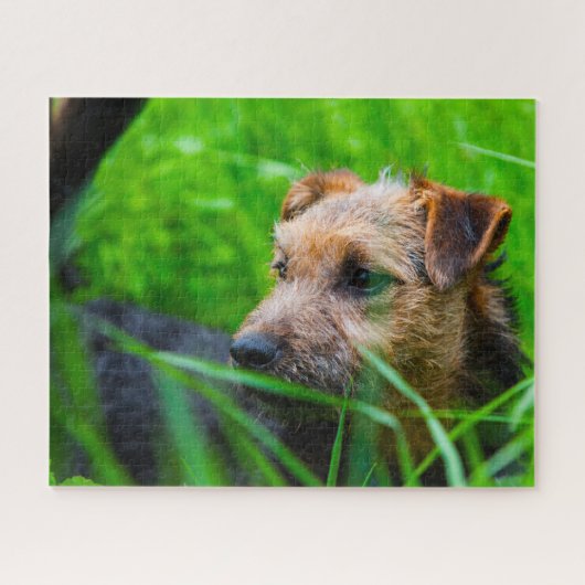 Lakeland Terrier Dog. Puzzle (Horizontal)