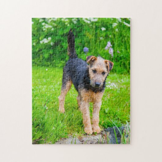 Lakeland Terrier Dog. Puzzle (Vertikal)