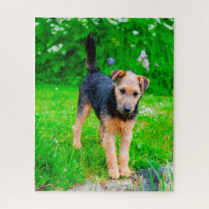 Lakeland Terrier Dog. Puzzle