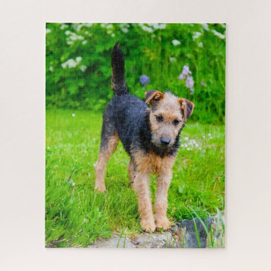 Lakeland Terrier Dog. Puzzle (Vertikal)