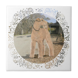 Lakeland Terrier im Hof des Stalls Fliese