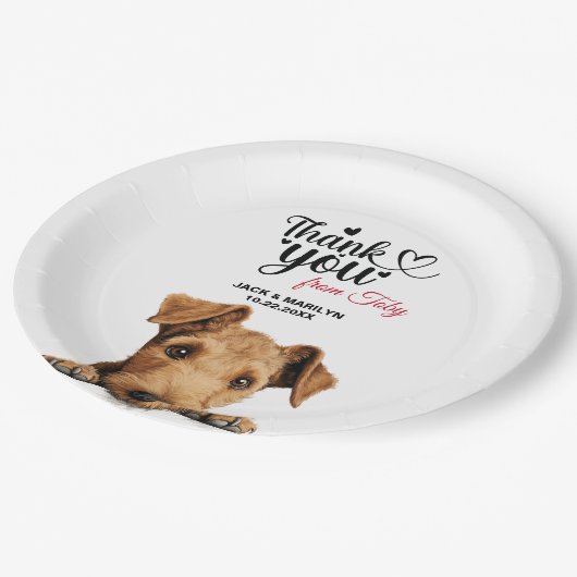 Lakeland Terrier Pappteller (Schrägansicht)