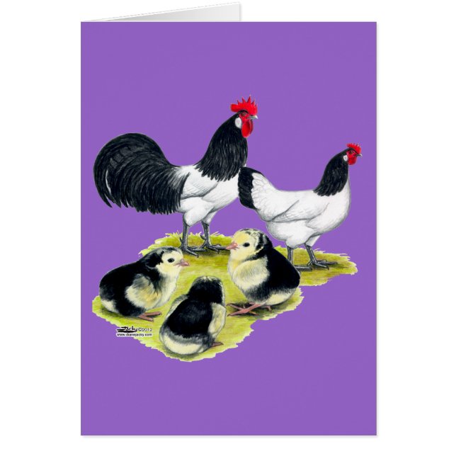 Lakenvelder Chicken Family (Vorne)