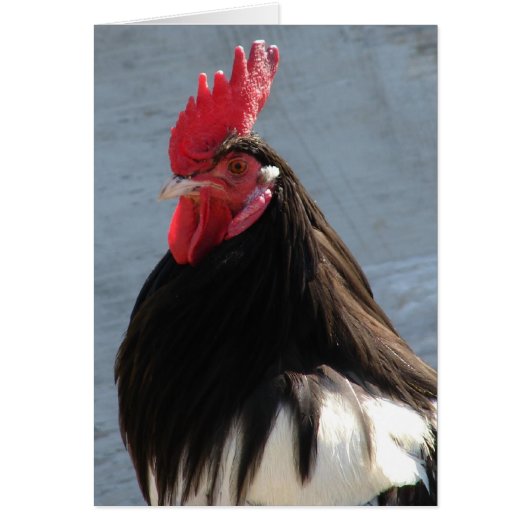 Lakenvelder Rooster Jeden Anlaß Blank Greting (Vorne)