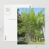 Lakeside Bamboo Postkarte (Vorne/Hinten)