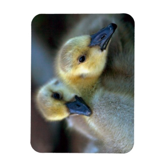 Lakeside Magnet (Vertikal)