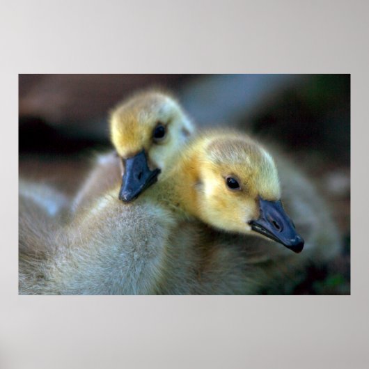 Lakeside Poster (Vorne)