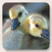 Lakeside Untersetzer (Vorderseite)