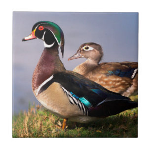 Lakeside, Wood Duck Fliese