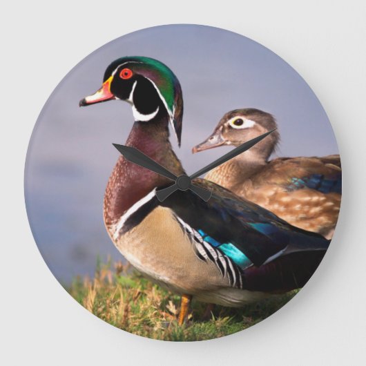 Lakeside, Wood Duck Große Wanduhr (Vorderseite)