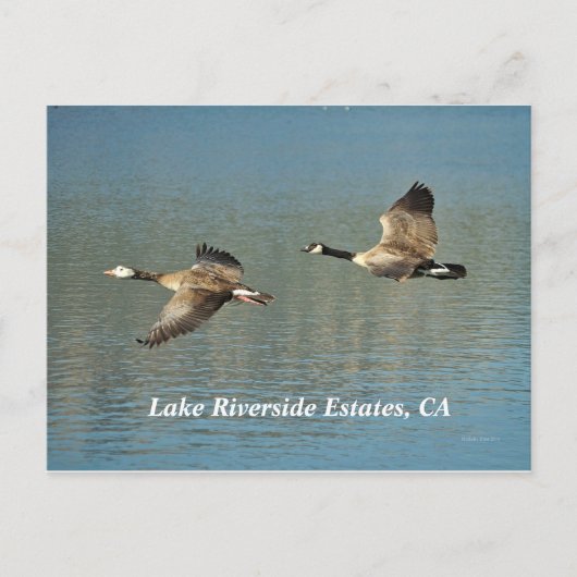 Lakw Riverside Anwesen, CA Postcard Postkarte (Vorderseite)