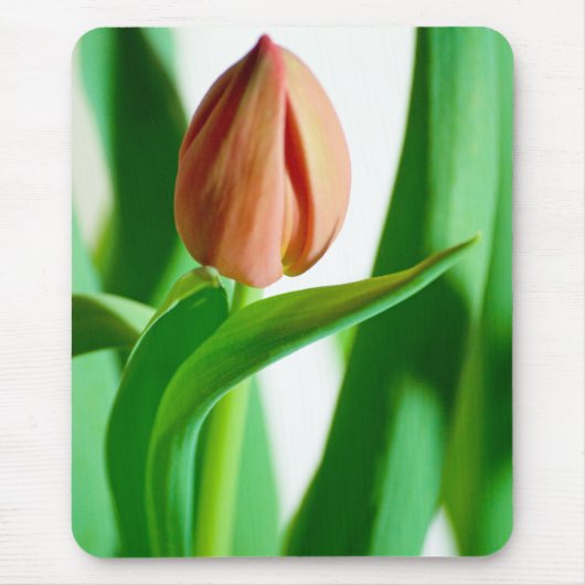 lala Tulip Mousepad (Vorne)