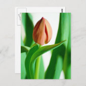 lala Tulip Postcard Postkarte (Vorne/Hinten)