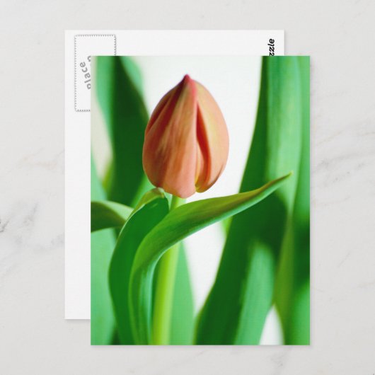 lala Tulip Postcard Postkarte (Vorne/Hinten)